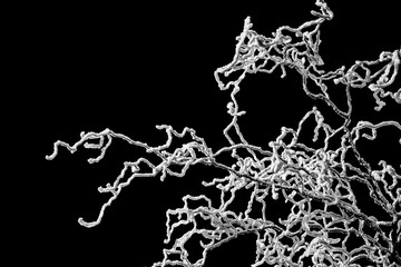 an abstract, high-contrast photograph of branches covered in frost, very similar to the structure of a neuron cell found in the retina, which plays a role in motion perception