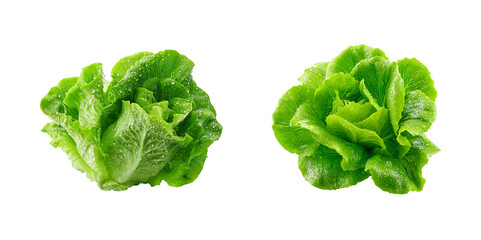 Fresh Green Lettuce Head with Water Drops isolated on a transparent background