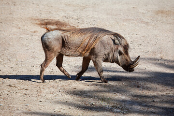 Side profile of common warthog as it treks across sandy environment. Animal distinct features are on full display, including its prominent curved tusks, sparse bristly mane, and rugged gray skin