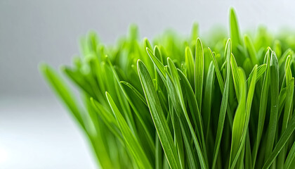 Close-up of healthy cat grass, featuring vibrant green blades with a crisp texture.