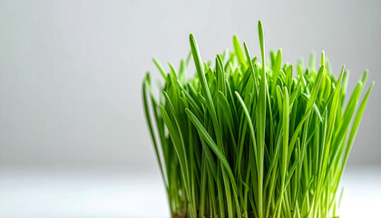 Close-up of healthy cat grass, featuring vibrant green blades with a crisp texture.