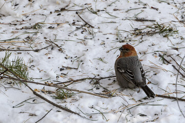 The bird is an ordinary grosbeak in the snow