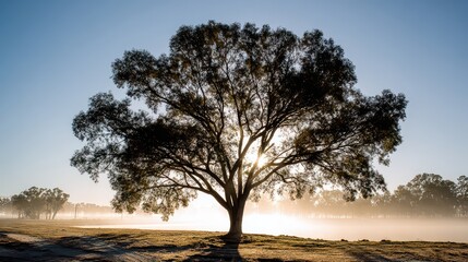 Solitary Oak Tree Silhouette Against a Backlit Morning Landscape With Ground Fog Underneath a Blue Sky at Sunrise