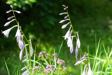 Purple hosta flowers blooming in summer garden on dark green background.