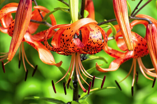 Bright red flowers of tiger lily (Lilium lancifolium) against green background on sunny summer day. - Powered by Adobe