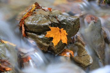 fallen autumn leaf on wet stone
