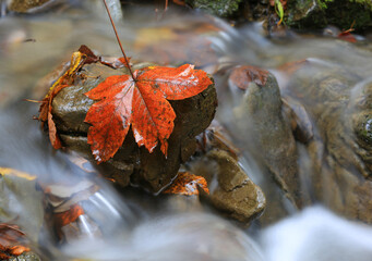 Maple leaf on wet stone in river