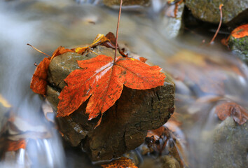 Autumn leaf on wet stone