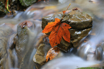  maple leaf on wet stone in mountain stream