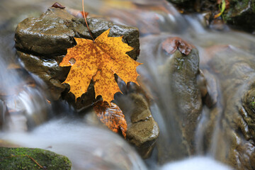 wet leaf on stone in mountain stream