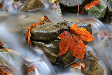 Maple leaf in mountain brook
