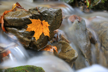 maple leaf on stone in small waterfall