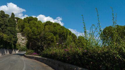Ground-level view of a sunlit coastal and empty road lined with lush green pine trees and flowering hedges. A bright blue sky with soft clouds completes this peaceful Mediterranean scene.