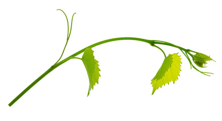 Fresh Green grape vine branch leaves. Greenery. Vine branch, on transparent, png.Fresh grape vine branches with leaves.