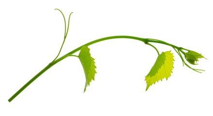 Fresh Green grape vine branch leaves. Greenery. Vine branch, on transparent, png.Fresh grape vine branches with leaves.