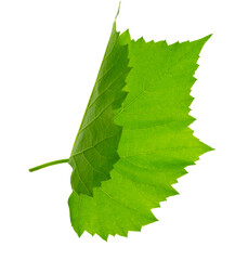 Grape branch . Vine with green fresh leaves and tendrils. Grapevine. on transparent, png. green leaf close-up