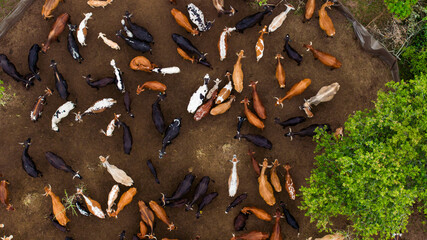 Aerial view of cattle huddled together, their varied coats creating a tapestry of browns, blacks, and whites in a sun-drenched enclosure, Ponta do Ouro, Mozambique.