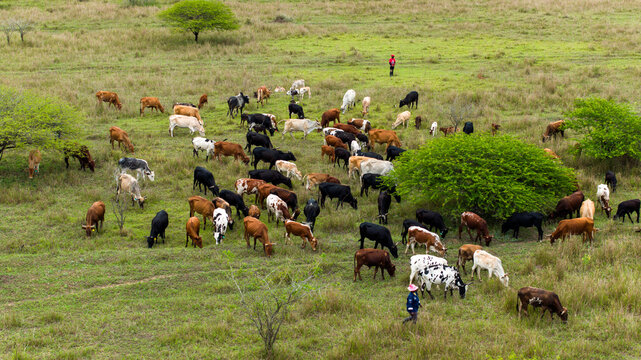 Aerial view of cattle grazing on the lush, vibrant savanna, the scene punctuated by scattered trees and the presence of local herders, Ponta do Ouro, Maputo Province, Mozambique.