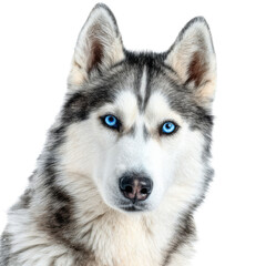 Fototapeta premium Blue-eyed Siberian Husky head portrait, fluffy gray and white dog face close-up, pet breed image for branding and ads isolated on Transparent Background