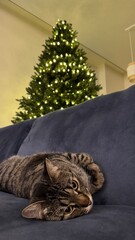 Cat resting near decorated Christmas tree at home. Perfect image for Christmas and New Year concepts.