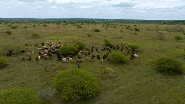 Aerial view of cattle grazing on the grassy fields dotted with green shrubs and trees under a cloudy sky, Ponta do Ouro, Maputo Province, Mozambique.