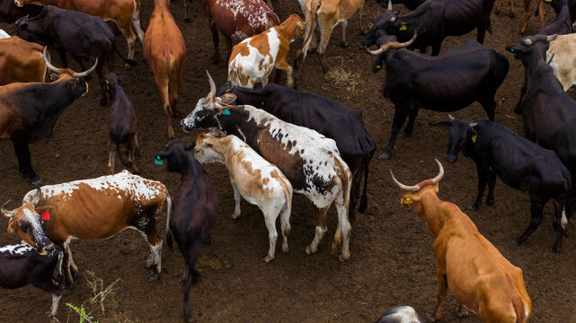 Aerial view of cattle with varied coats clustered together on the muddy ground, their horns creating a striking pattern, Ponta do Ouro, Maputo Province, Mozambique.