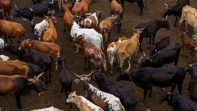 Aerial view of cattle with coats of black, brown, and white milling together in a dusty enclosure, Ponta do Ouro, Maputo Province, Mozambique.