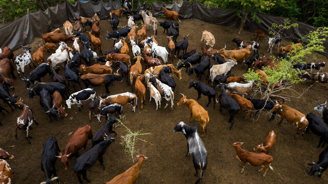 Aerial view of a vibrant herd of goats, their coats a tapestry of browns, blacks, and whites, clustered together in a sandy enclosure, Ponta do Ouro, Maputo Province, Mozambique.