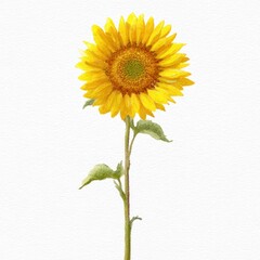 Fototapeta premium Single sunflower illustration on white background