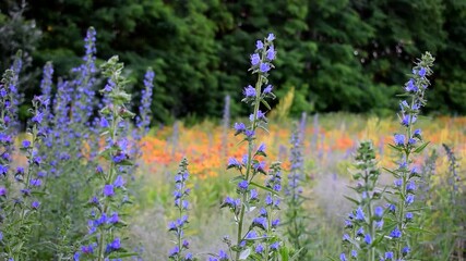 Lavender flowers in the garden with peaceful spring ambience - gentle breeze loopable