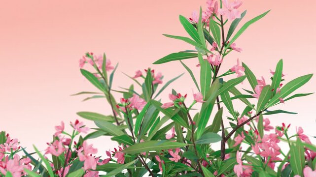 Pink oleander flowers with green leaves in bloom against soft pastel background, ideal for floral, spring, or nature-themed creative projectsflower, flowers, plant, pink, blossom, bloom, nature, flora