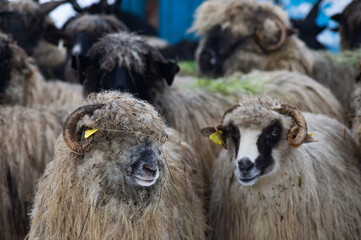 sheep outdoors on farm in winter