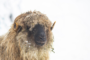 sheep outdoors on farm in winter