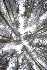 trekking in snovy winter forest