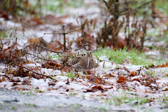 snipe in the snow