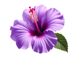 hibiscus purple flower isolated on transparent background