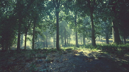 Morning light gently breaks through the dense canopy of trees, casting soft shadows on the forest...
