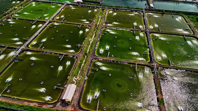 Drone top-down view of rectangular aquaculture basins in a grid, with paddlewheel aerators splashing green water across a large seafood farming facility.