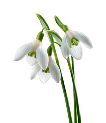 Fototapeta premium Delicate white snowdrop flowers, green stems, isolated against a solid black background
