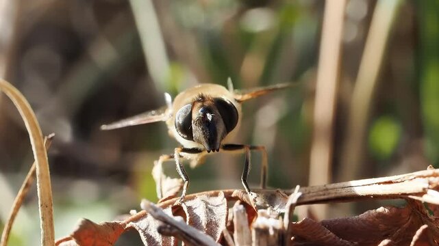 Syrphe ceintur&eacute; (Eristalis tenax) pos&eacute; sur la v&eacute;g&eacute;tation, mouche mim&eacute;tique de l&rsquo;abeille