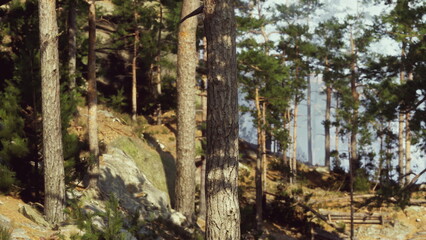 Fototapeta premium Bright sunlight filters through the tall trees in a serene forest. Smooth rocks lie among the greenery, creating a tranquil atmosphere perfect for peaceful moments in nature.