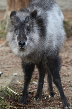 Japanese serow standing in a forest environment