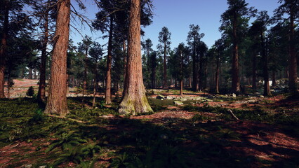 Fototapeta premium Sunlight filters through tall trees in a lush forest, casting gentle shadows on the verdant ground. Ferns and rocks add to the serene natural beauty. Nature thrives in this peaceful setting.