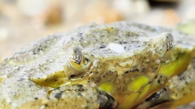 Crabe enrag&eacute; (Carcinus maenas) se d&eacute;pla&ccedil;ant sur le sable humide d&rsquo;une plage &agrave; mar&eacute;e basse