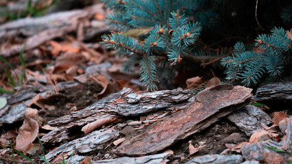 Tree bark texture on forest ground with spruce branches