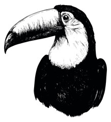 Obraz premium Hand drawn line art illustration of a toucan depicting a profile view for tropical themed designs