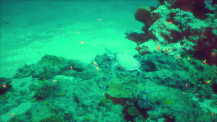 A sea turtle glides gracefully among bright coral formations while small, colorful fish dart around in crystal clear water. The underwater scene bursts with life and vivid colors.