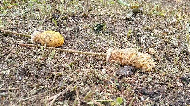 Fallen yellow petai pods on dry soil ground