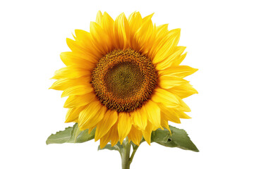 Fototapeta premium A large and vibrant sunflower against a black background