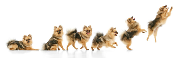 Obraz premium Spitz dog movement sequence from sitting to jumping isolated on white background. Concept of pet training visuals, animal behavior analysis, motion study, and educational pet content.